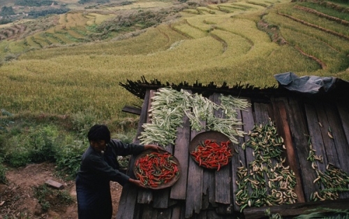 Сбор урожая в Бутане